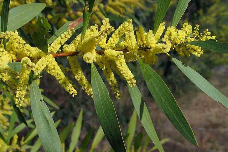 Acacia longifolia subsp. longifolia - 900 x 600 jpeg 43kB