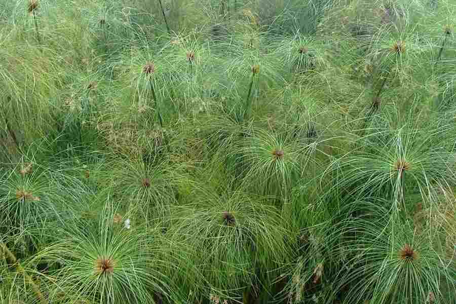 papyrus cyperus weeds australia habit navie sheldon