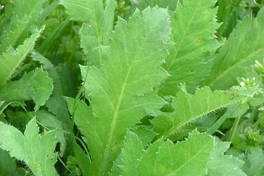 Papaver somniferum