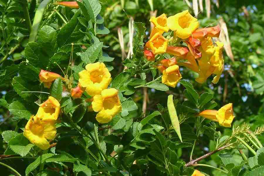 tecoma stans yellow orange bells australia weeds sheldon confused alata navie often which keyserver lucidcentral data
