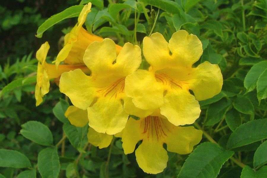 yellow tecoma stans bells flowers weeds flower australia navie sheldon queensland lucidcentral keys