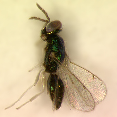 Chrysocharis pentheus