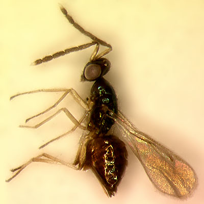 female Hemiptarsenus varicornis