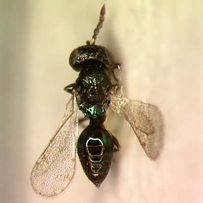 Pediobius metallicus