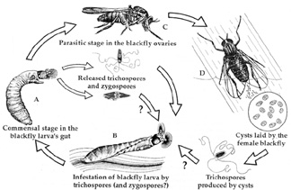 Life cycle of Genistellospora homothallica