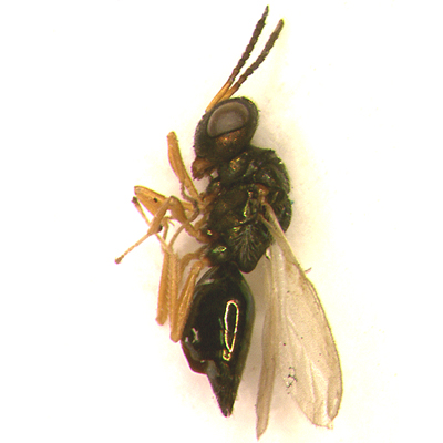 Trichomalopsis spp.