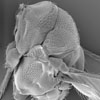 side view of thorax