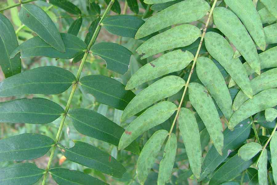 Acacia elata Cedar Wattle 10 seeds 