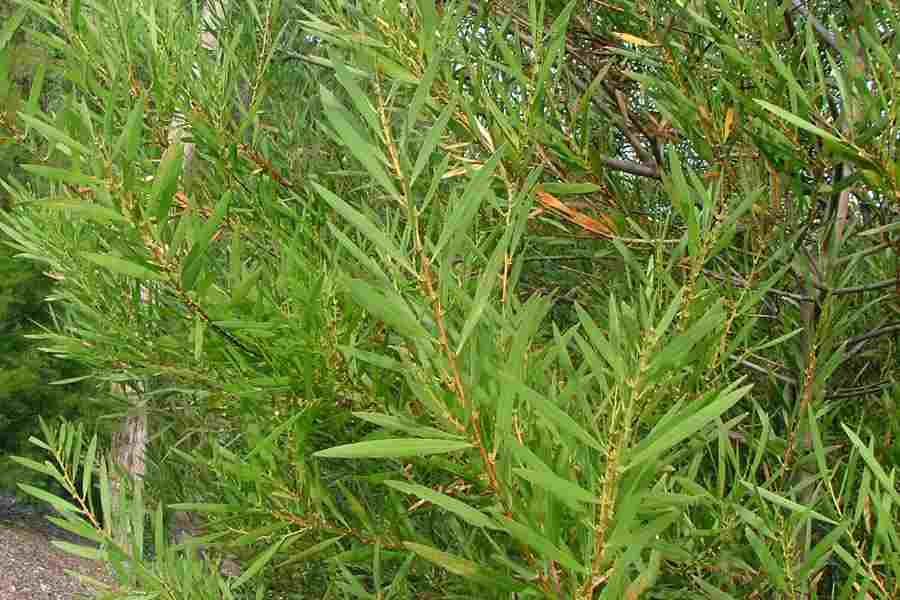 Native Shaman Medicinal Fresh Organic Seed Acacia floribunda Gossamer Wattle 