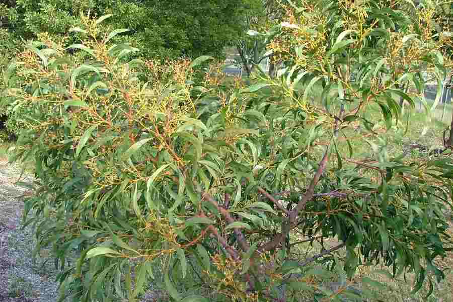 Acacia Pycnantha