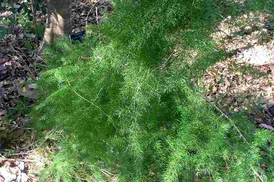 Asparagus fern is a thug in Florida landscapes and difficult to remove