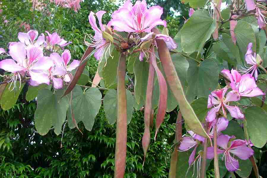 Resultado de imagen de Bauhinia variegata