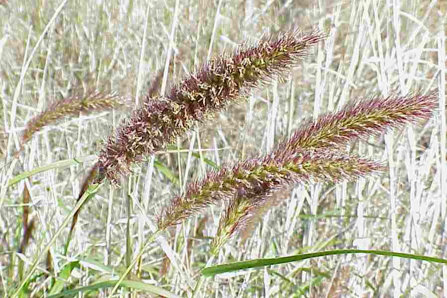 #Ornamental Cenchrus ciliaris Buffel Grass African Foxtail Grass SEEDS 