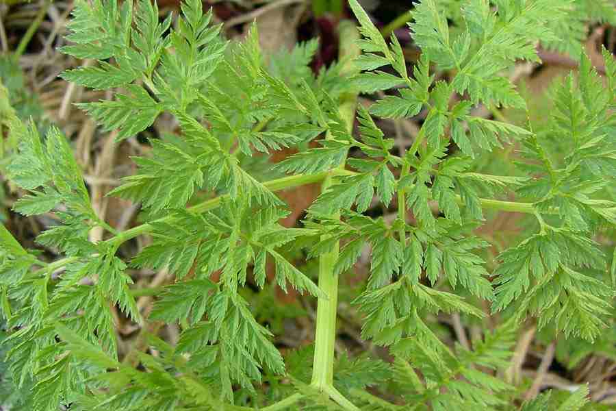 Image of Hemlock weed leaves close-up