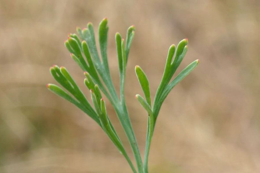 Eschscholzia californica