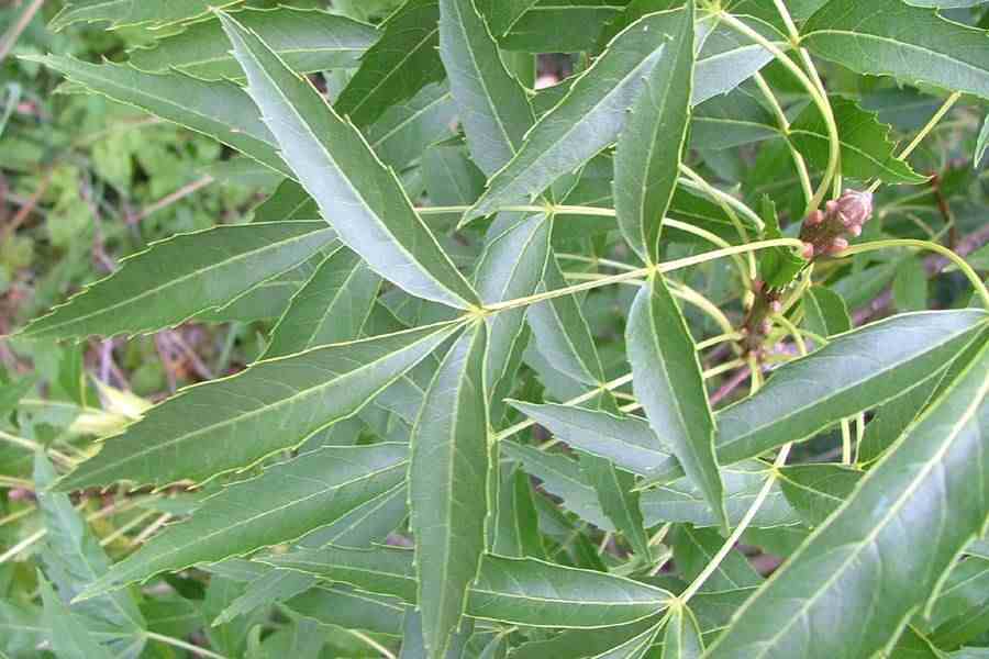Narrow leaf ash (Fraxinus angustifolia subsp. angustifolia) Narrow Leaves. 