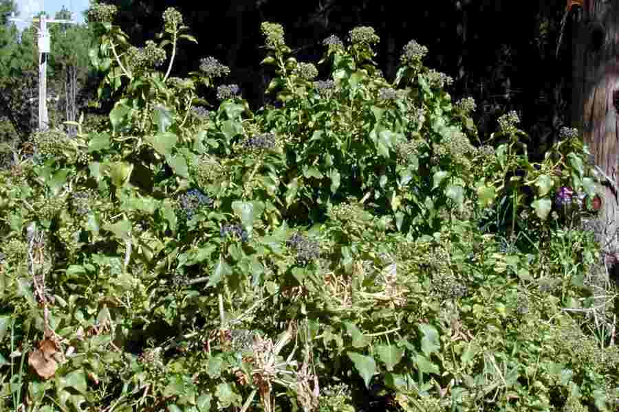 Weeds: English ivy – Hedera helix, Hortsense