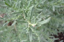 Lavandula stoechas