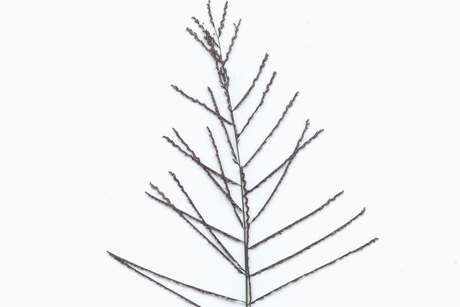 Leptochloa fusca subsp. uninervia