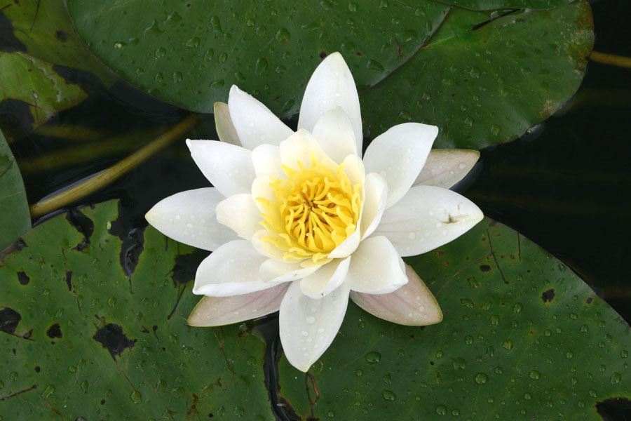 Image result for nymphaea alba