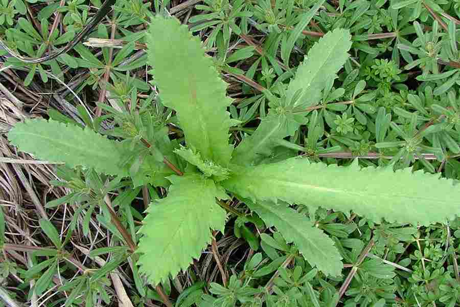 Papaver somniferum