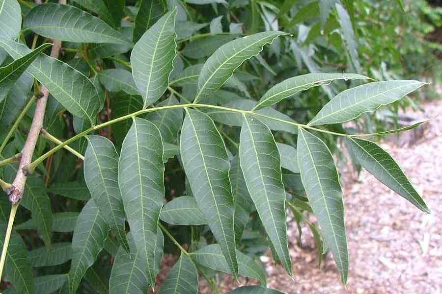 chinese pistachio tree leaf