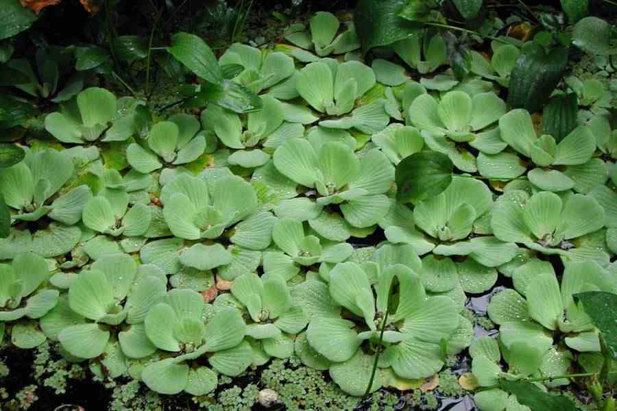 pistia water stratiotes lettuce weeds habit matt taylor enlarge lucidcentral keys