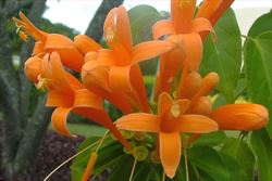 weeds venusta pyrostegia sheldon petal navie lobes tubular bright five orange flowers