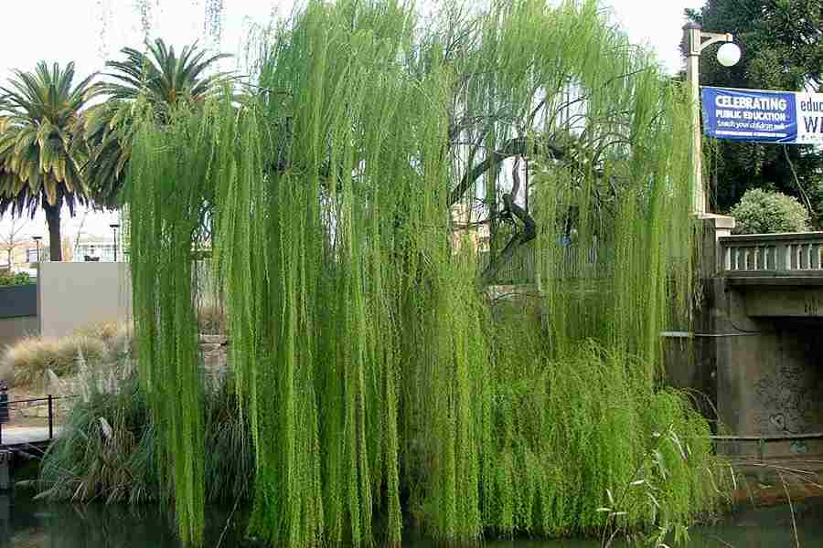 Salix Babylonica