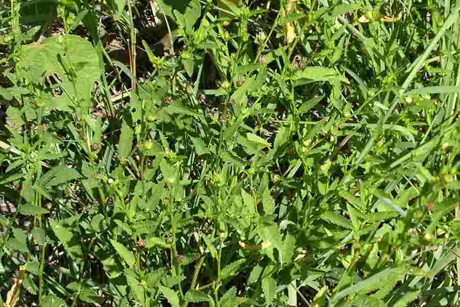 Organic Sida Acuta Root Good Quality Wild Stubborn Grass From 
