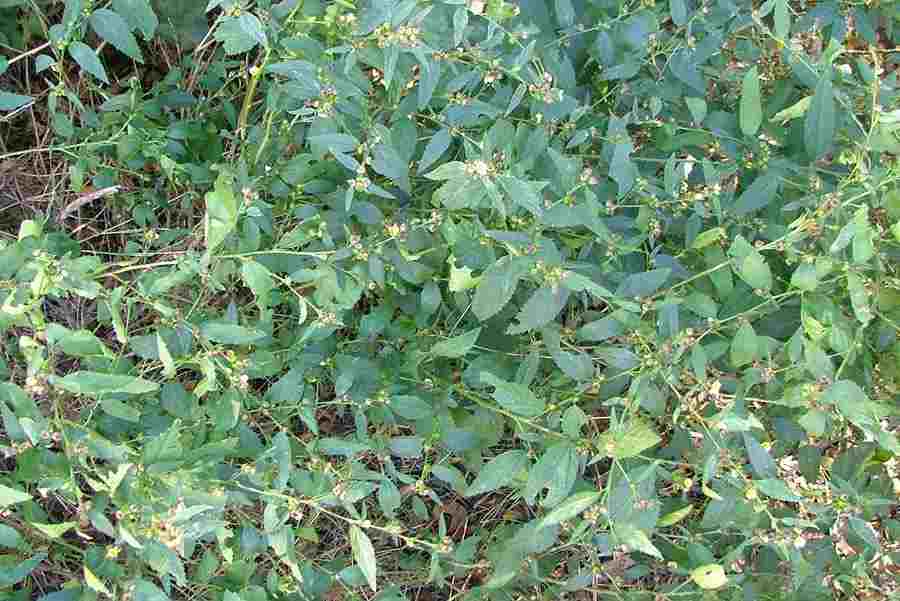 Organic Sida Acuta Root Good Quality Wild Stubborn Grass From 